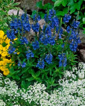 Loistotädyke Royal Blue 6 kpl