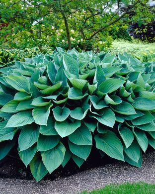 Hopeakuunlilja Hyacinthina 3 kpl