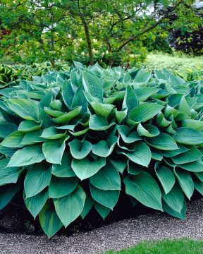 Hopeakuunlilja Hyacinthina 3 kpl