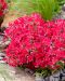 Sammalleimu Really Red 3 kpl