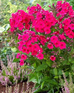 Syysleimu Red Riding Hood 3 kpl