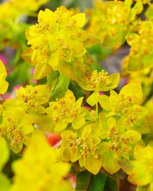 Kultatyräkki Bonfire 3 kpl