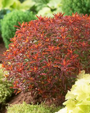 Kultatyräkki Bonfire 3 kpl