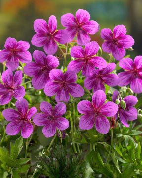 Keisarinkurjenpolvi Starman 3 kpl