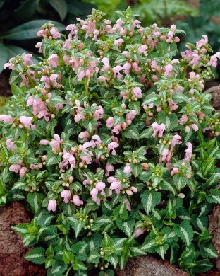 Hopeatäpläpeippi Shell Pink 3 kpl