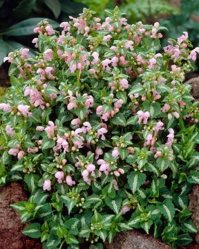 Hopeatäpläpeippi Shell Pink 3 kpl