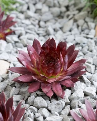 Kivikkomehitähti Othello 3 kpl