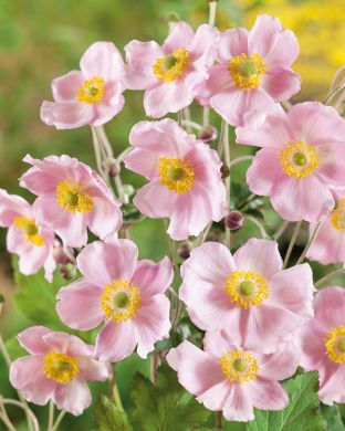 Tarhasyysvuokko Richard Ahrens 3 kpl