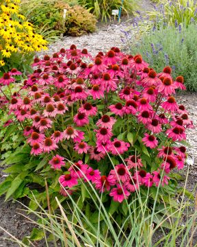 Kaunopunahattu PowWow Wild Berry 3 kpl