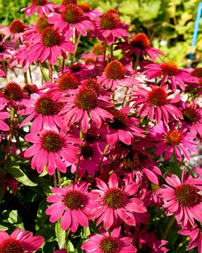 Kaunopunahattu PowWow Wild Berry 3 kpl