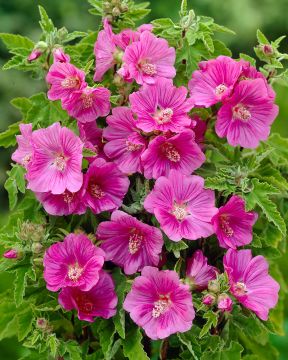 Pensasmalvikki Bredon Springs 3 kpl