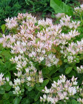 Kaukasianmaksaruoho Album 6 kpl