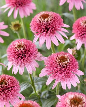 Kaunopunahattu Butterfly Kisses 3 kpl