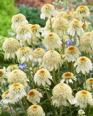 Kaunopunahattu Milkshake