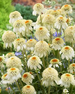 Kaunopunahattu Milkshake 3 kpl