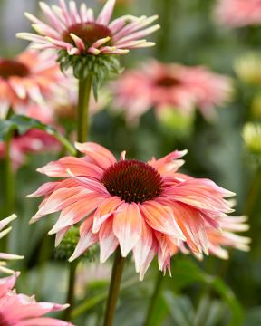 Tarhapunahattu Playful Meadow Mama 3 kpl