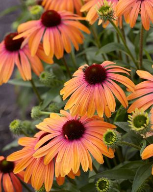 Kaunopunahattu Rainbow Marcella 3 kpl