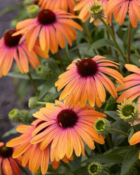 Kaunopunahattu Rainbow Marcella 3 kpl