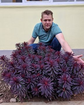 Tyräkki Miner's Merlot 3 kpl