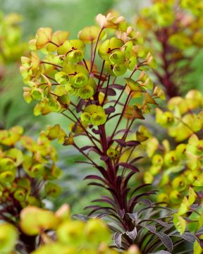 Tyräkki Miner's Merlot 3 kpl