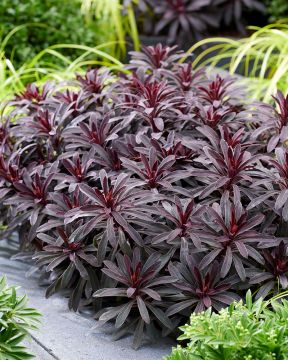 Tyräkki Miner's Merlot 3 kpl