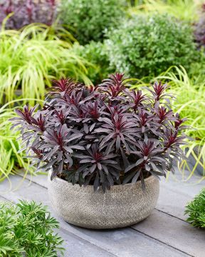 Tyräkki Miner's Merlot 3 kpl