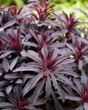 Tyräkki Miner's Merlot 3 kpl