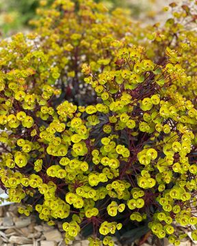 Tyräkki Miner's Merlot 3 kpl