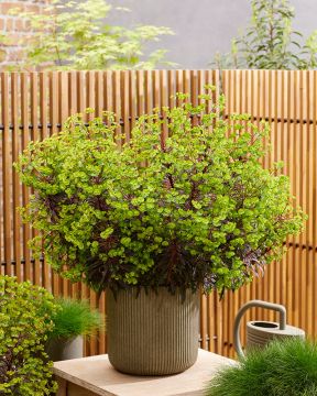 Tyräkki Miner's Merlot 3 kpl