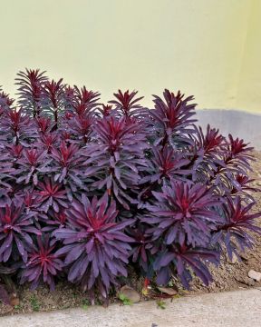 Tyräkki Miner's Merlot 3 kpl