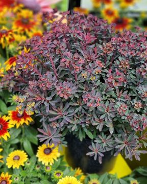 Tyräkki Miner's Merlot 3 kpl