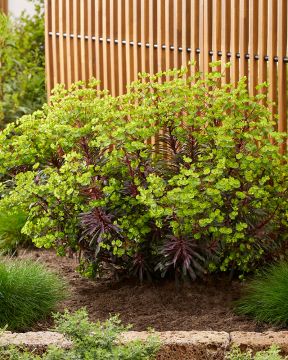 Tyräkki Miner's Merlot 3 kpl