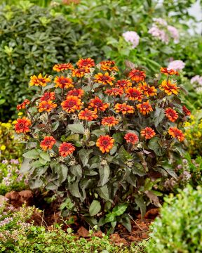 Päivänsilmä Luna Roja 3 kpl