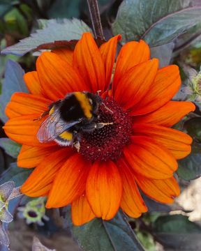 Päivänsilmä Luna Roja 3 kpl