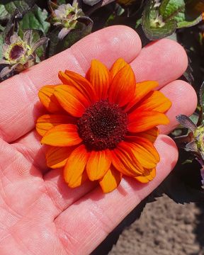 Päivänsilmä Luna Roja 3 kpl