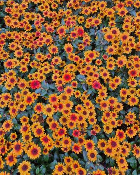 Päivänsilmä Luna Roja 3 kpl