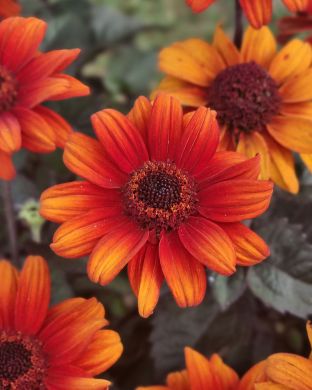 Päivänsilmä Luna Roja 3 kpl