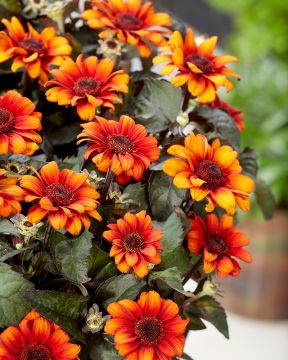 Päivänsilmä Luna Roja 3 kpl