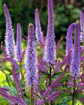 Purppurapörriäinen-perennapenkki syyssipuleilla 83 kpl