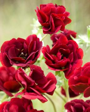 Hanhikki Flamboyant 3 kpl