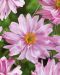 Tarhasyysvuokko Mont Rose 3 kpl  