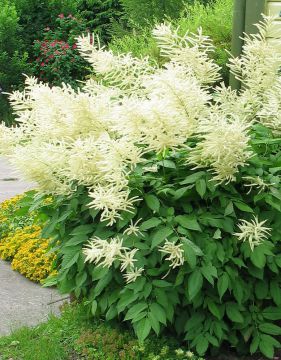 Isotöyhtöangervo 3 kpl