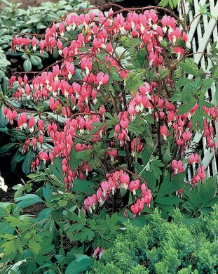 Särkynytsydän vaaleanpunainen 3 kpl