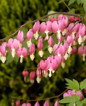 Särkynytsydän vaaleanpunainen 3 kpl