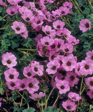 Harmaakurjenpolvi Ballerina 3 kpl