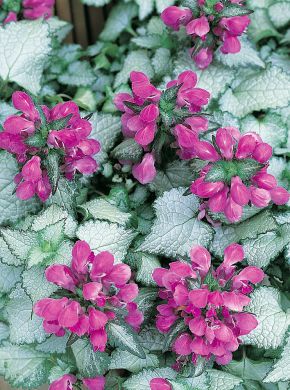 Hopeatäpläpeippi 3 kpl