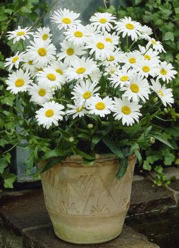 Prinsessankakkara 3 kpl