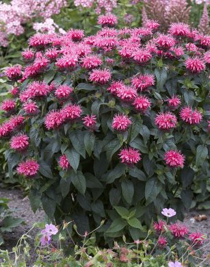 Punaväriminttu Pink Lace 3 kpl