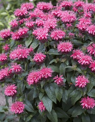 Punaväriminttu Pink Lace 3 kpl