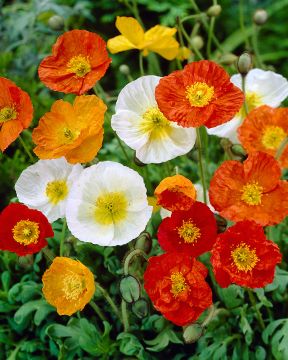 Siperianunikko mix 3 kpl